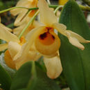 Image of Musky-smelling Dendrobium
