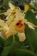 Imagem de Dendrobium moschatum (Banks) Sw.