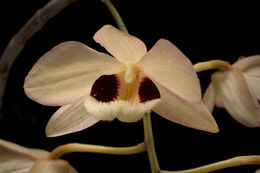 Imagem de Dendrobium moschatum (Banks) Sw.