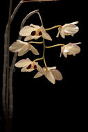 Imagem de Dendrobium moschatum (Banks) Sw.