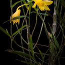 Image of Dendrobium hainanense Rolfe