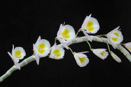 Image de Dendrobium polyanthum Wall. ex Lindl.