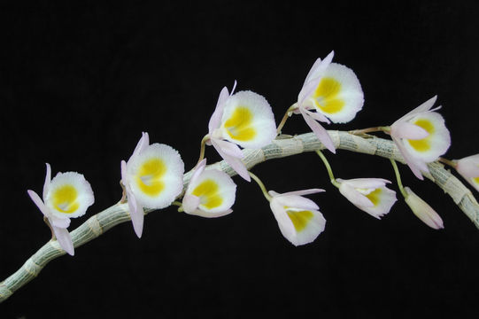 Imagem de Dendrobium polyanthum Wall. ex Lindl.