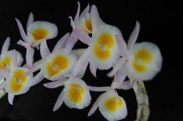 Imagem de Dendrobium polyanthum Wall. ex Lindl.