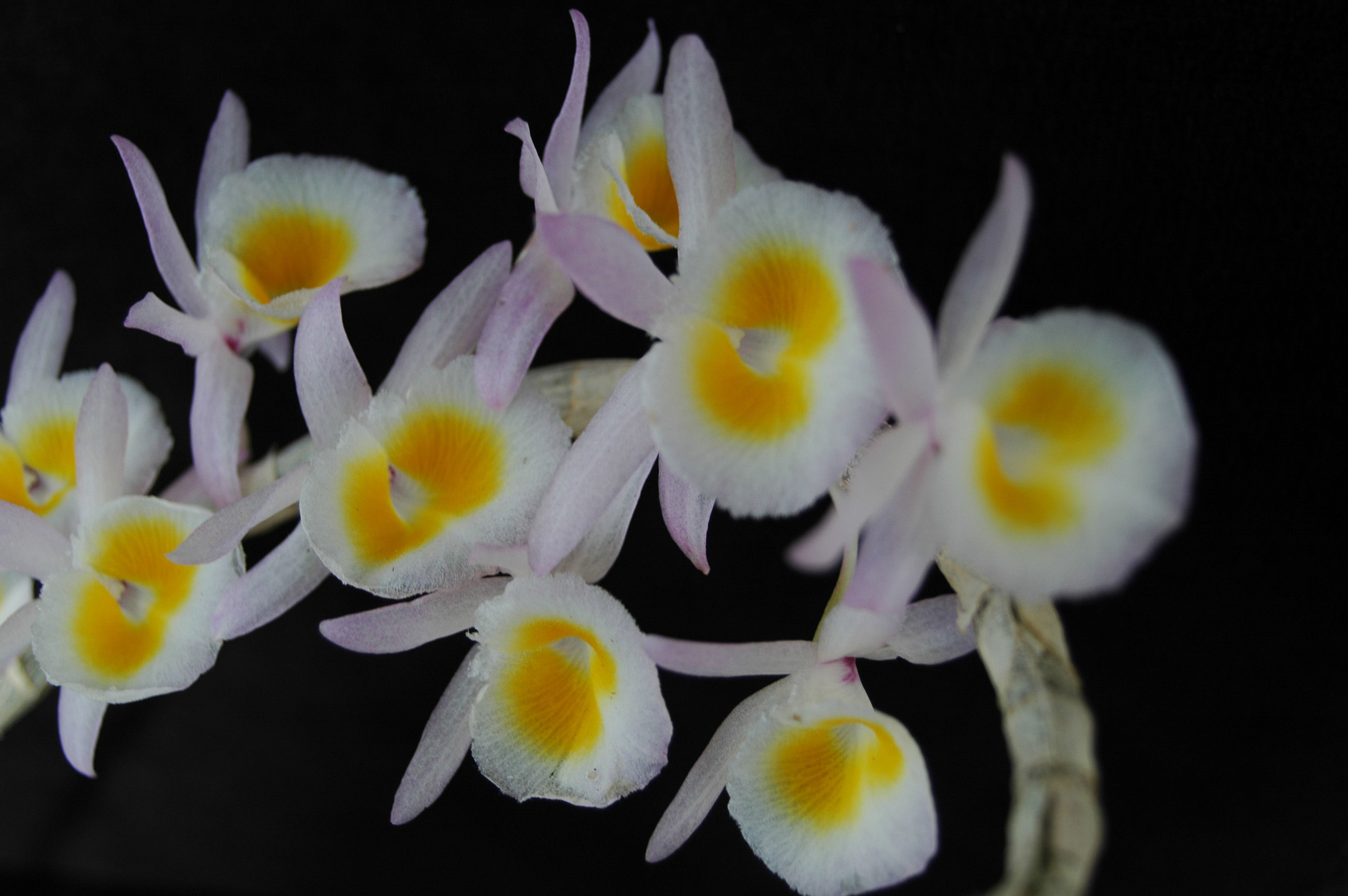 Image de Dendrobium polyanthum Wall. ex Lindl.