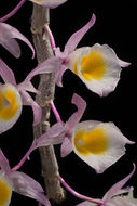 Imagem de Dendrobium polyanthum Wall. ex Lindl.