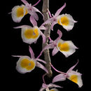 Image of Dendrobium polyanthum Wall. ex Lindl.