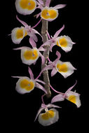 Imagem de Dendrobium polyanthum Wall. ex Lindl.