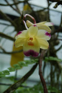 Image of Dendrobium sanguinolentum Lindl.