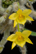 Image of Dendrobium senile C. S. P. Parish & Rchb. fil.