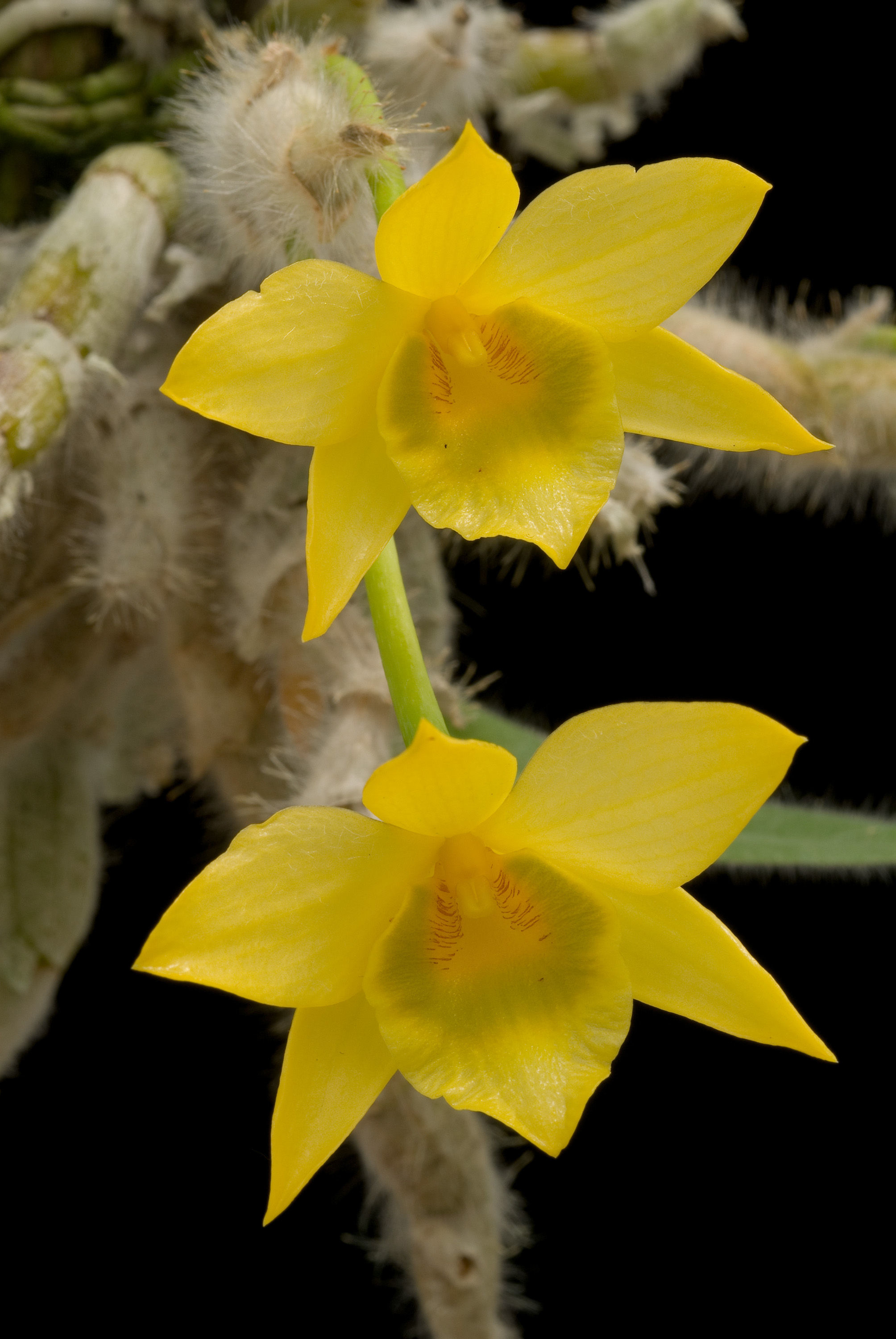 Image of Dendrobium senile C. S. P. Parish & Rchb. fil.