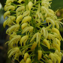 Imagem de Dendrobium speciosum Sm.