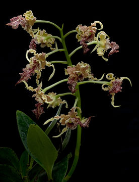 Sivun Dendrobium spectabile (Blume) Miq. kuva