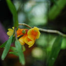 Imagem de Dendrobium subclausum Rolfe