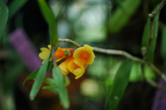 Imagem de Dendrobium subclausum Rolfe