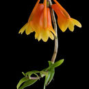 Imagem de Dendrobium subclausum var. subclausum