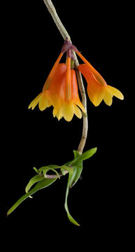 Image of Dendrobium subclausum var. subclausum