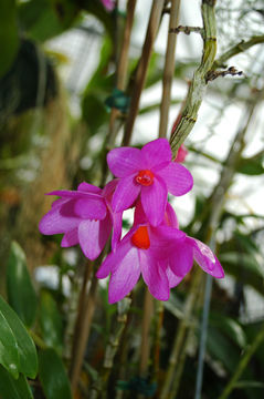 صورة Dendrobium glomeratum Rolfe