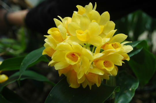 صورة Dendrobium sulcatum Lindl.