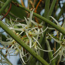 Image of Dendrobium teretifolium R. Br.