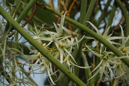 Dendrobium teretifolium R. Br. resmi