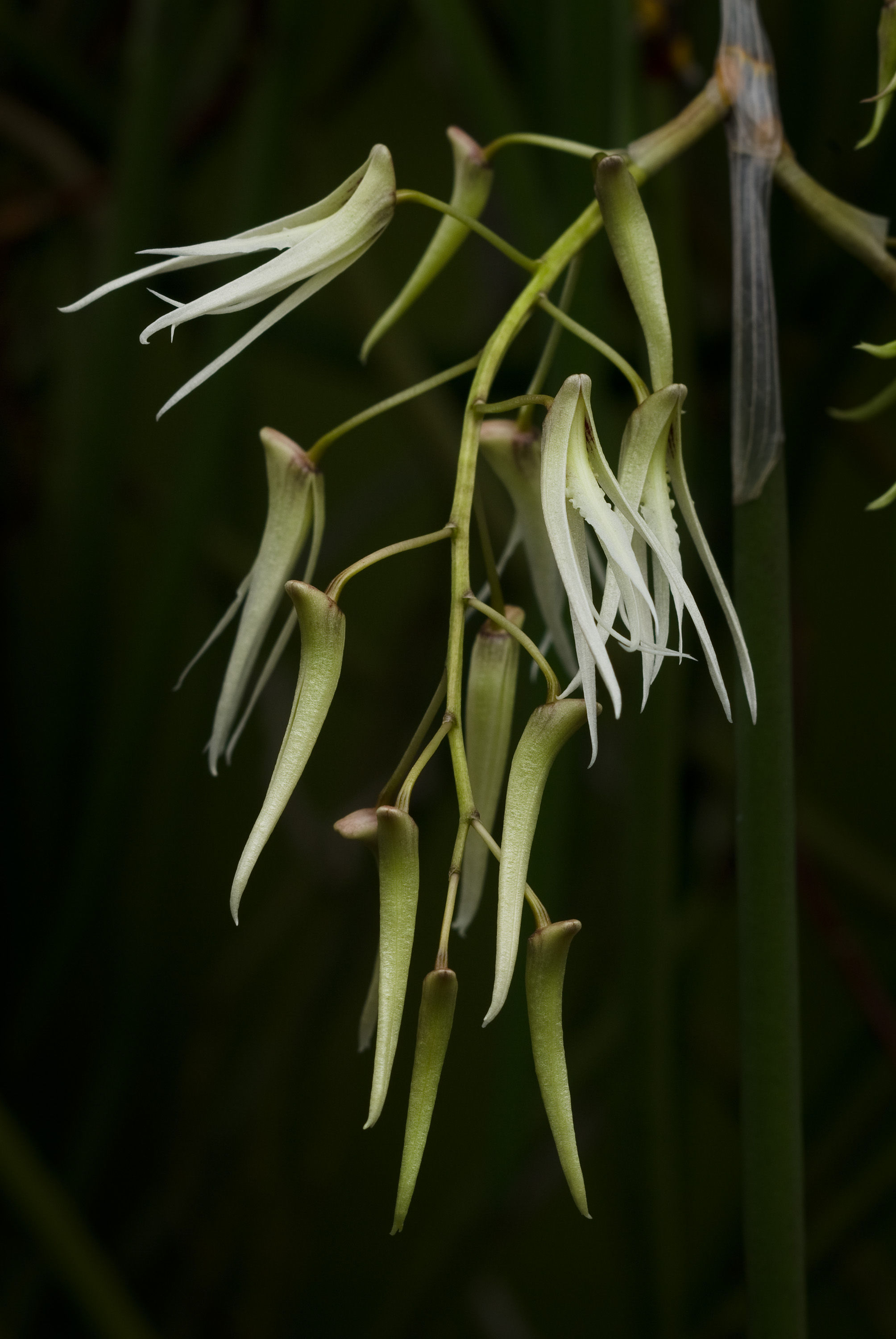 Dendrobium teretifolium R. Br. resmi