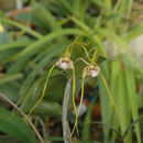 Image of Dendrobium tetragonum subsp. giganteum (Leaney) Peter B. Adams