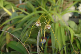 Image of Dendrobium tetragonum subsp. giganteum (Leaney) Peter B. Adams