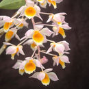 Sivun Dendrobium thyrsiflorum B. S. Williams kuva