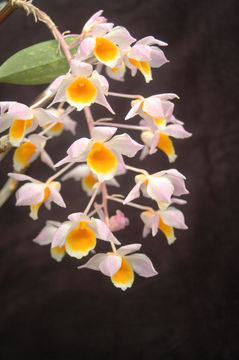 Imagem de Dendrobium thyrsiflorum B. S. Williams