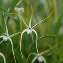 Imagem de Dendrobium tipuliferum Rchb. fil.