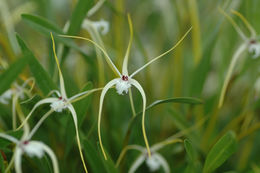 Imagem de Dendrobium tipuliferum Rchb. fil.