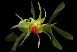 Image of Dendrobium tobaense J. J. Wood & J. B. Comber