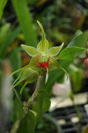 Image of Dendrobium tobaense J. J. Wood & J. B. Comber