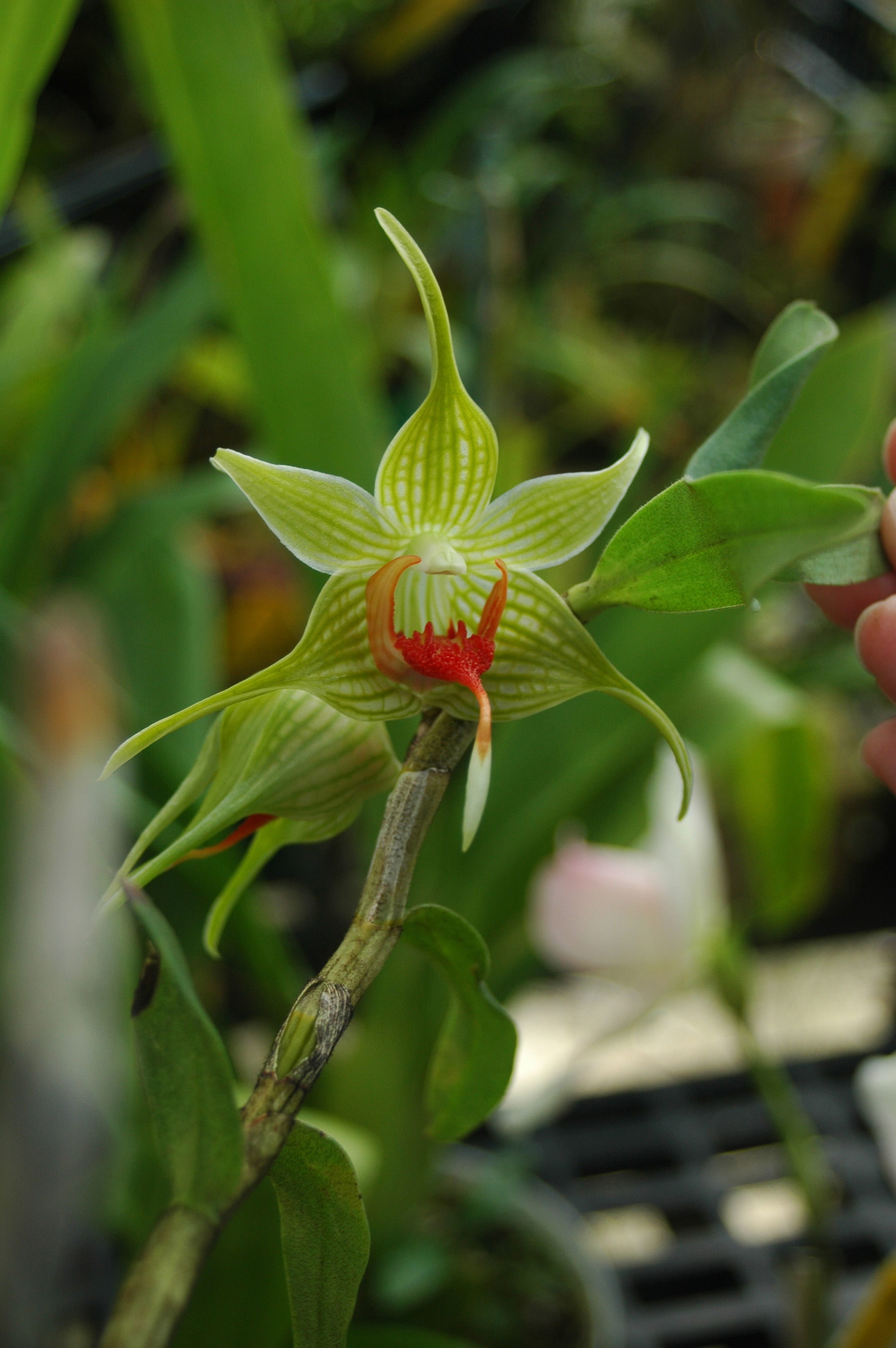 Image of Dendrobium tobaense J. J. Wood & J. B. Comber