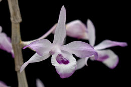 Imagem de Dendrobium transparens Wall. ex Lindl.