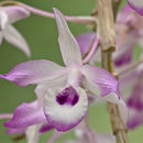 Dendrobium transparens Wall. ex Lindl.的圖片