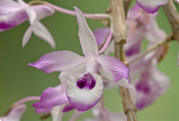 Imagem de Dendrobium transparens Wall. ex Lindl.