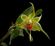 صورة Dendrobium trantuanii Perner & X. N. Dang