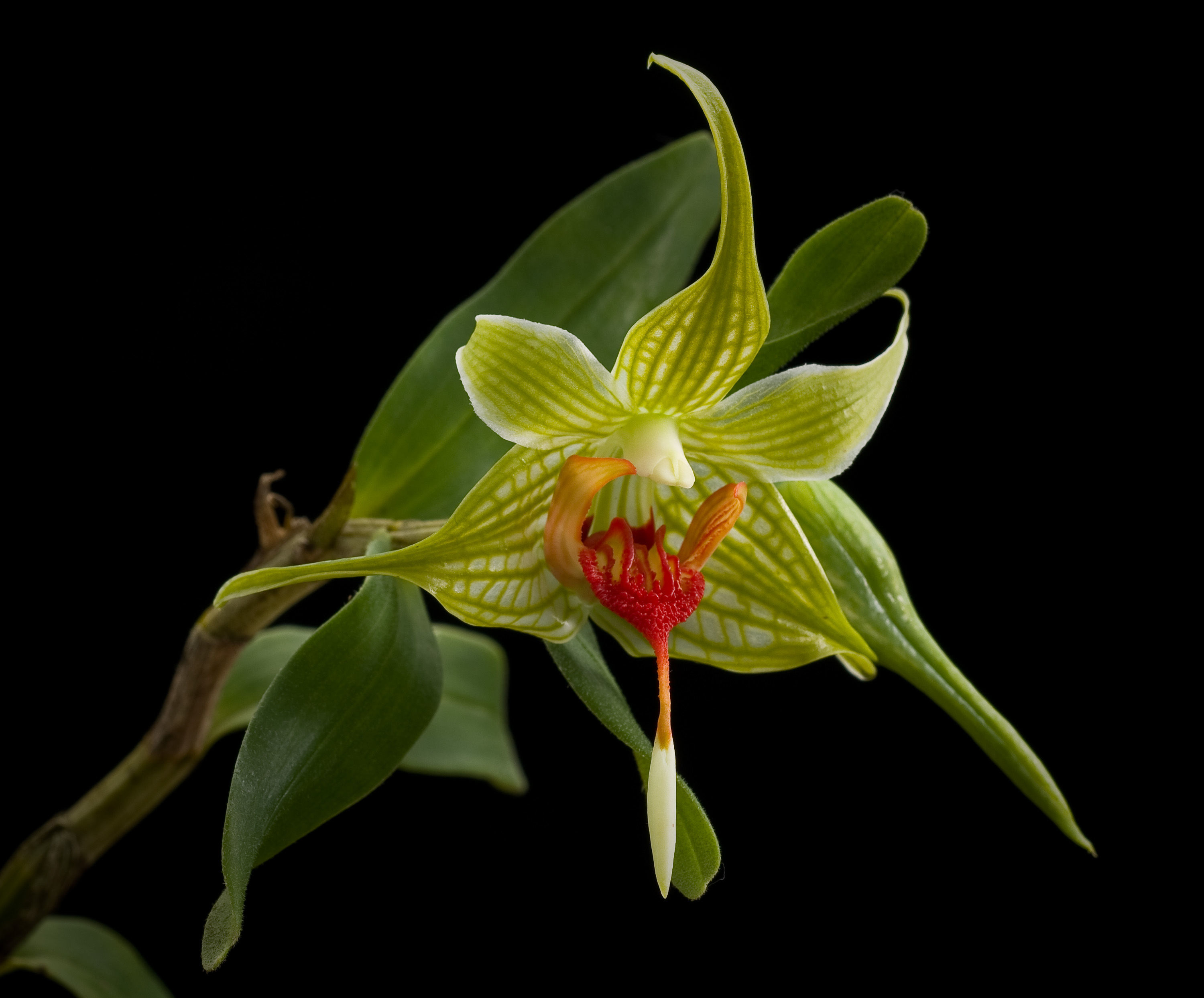 صورة Dendrobium trantuanii Perner & X. N. Dang