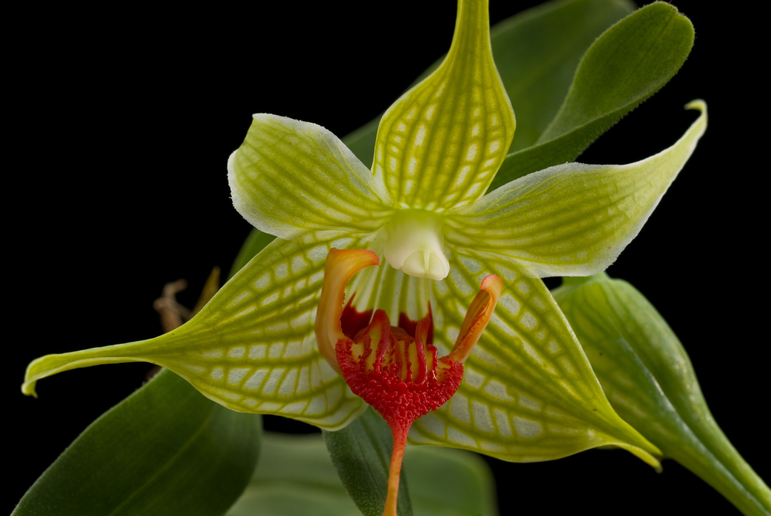 صورة Dendrobium trantuanii Perner & X. N. Dang