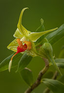 صورة Dendrobium trantuanii Perner & X. N. Dang