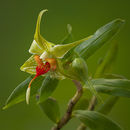 Image of Dendrobium trantuanii Perner & X. N. Dang