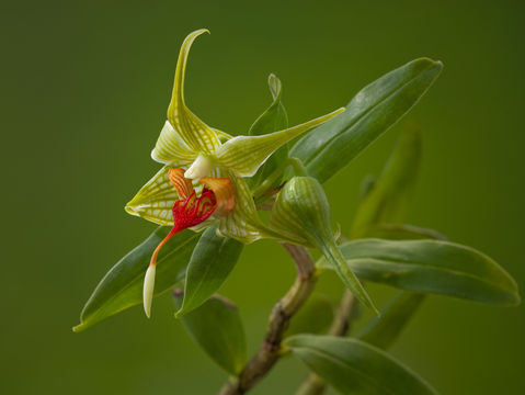 صورة Dendrobium trantuanii Perner & X. N. Dang