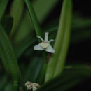 Image of Dendrobium umbellatum (Gaudich.) Rchb. fil.