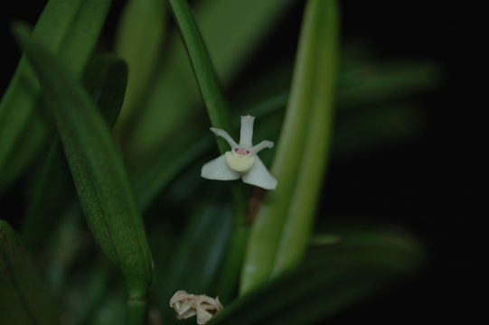 Image of Dendrobium umbellatum (Gaudich.) Rchb. fil.