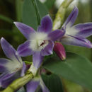 Image of Queen Victoria's Dendrobium