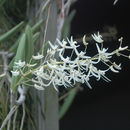 Dendrobium wassellii S. T. Blake resmi