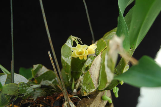 Dendrobium ypsilon Seidenf.的圖片