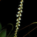 Plancia ëd Dendrochilum cobbianum Rchb. fil.